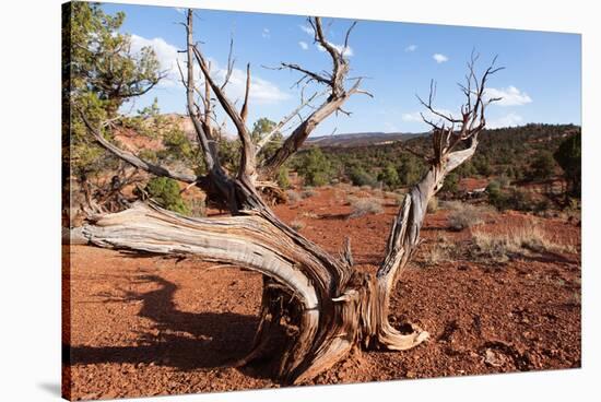 USA, Utah, Capitol Reef National Park, Parched Tree-Catharina Lux-Stretched Canvas