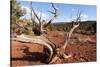 USA, Utah, Capitol Reef National Park, Parched Tree-Catharina Lux-Stretched Canvas
