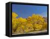 USA, Utah. Capitol Reef National Park, The Castle with Golden Fremont Cottonwood trees-Jamie & Judy Wild-Framed Stretched Canvas