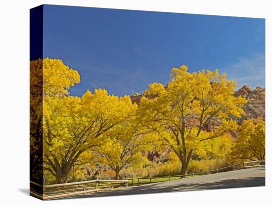 USA, Utah. Capitol Reef National Park, The Castle with Golden Fremont Cottonwood trees-Jamie & Judy Wild-Stretched Canvas