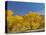 USA, Utah. Capitol Reef National Park, The Castle with Golden Fremont Cottonwood trees-Jamie & Judy Wild-Stretched Canvas