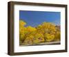 USA, Utah. Capitol Reef National Park, The Castle with Golden Fremont Cottonwood trees-Jamie & Judy Wild-Framed Photographic Print