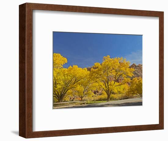 USA, Utah. Capitol Reef National Park, The Castle with Golden Fremont Cottonwood trees-Jamie & Judy Wild-Framed Photographic Print