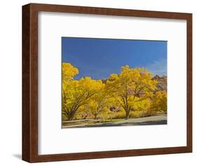 USA, Utah. Capitol Reef National Park, The Castle with Golden Fremont Cottonwood trees-Jamie & Judy Wild-Framed Photographic Print