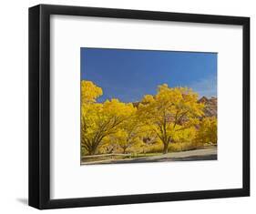 USA, Utah. Capitol Reef National Park, The Castle with Golden Fremont Cottonwood trees-Jamie & Judy Wild-Framed Photographic Print