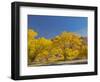 USA, Utah. Capitol Reef National Park, The Castle with Golden Fremont Cottonwood trees-Jamie & Judy Wild-Framed Photographic Print