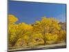 USA, Utah. Capitol Reef National Park, The Castle with Golden Fremont Cottonwood trees-Jamie & Judy Wild-Mounted Photographic Print