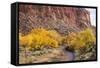 USA, Utah, Capitol Reef, Sulpher Creek, Trees and Waterpocket Fold-Jamie & Judy Wild-Framed Stretched Canvas