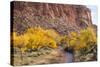 USA, Utah, Capitol Reef, Sulpher Creek, Trees and Waterpocket Fold-Jamie & Judy Wild-Stretched Canvas