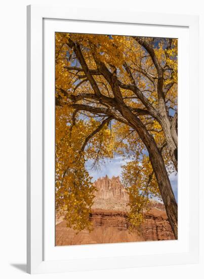 USA, Utah, Capitol Reef. the Castle Rock Formation Framed by Tree-Jaynes Gallery-Framed Photographic Print