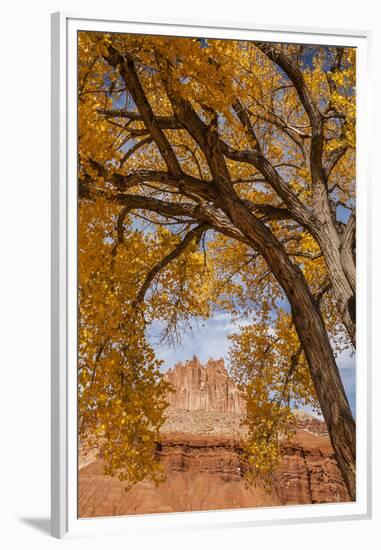 USA, Utah, Capitol Reef. the Castle Rock Formation Framed by Tree-Jaynes Gallery-Framed Premium Photographic Print