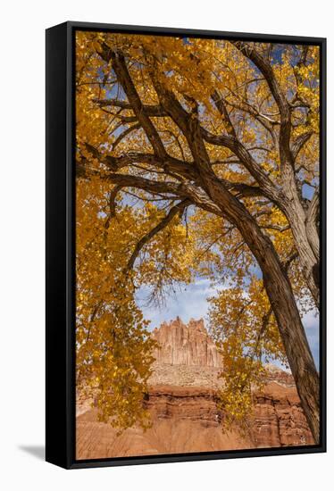 USA, Utah, Capitol Reef. the Castle Rock Formation Framed by Tree-Jaynes Gallery-Framed Stretched Canvas