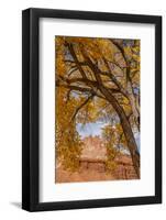 USA, Utah, Capitol Reef. the Castle Rock Formation Framed by Tree-Jaynes Gallery-Framed Photographic Print