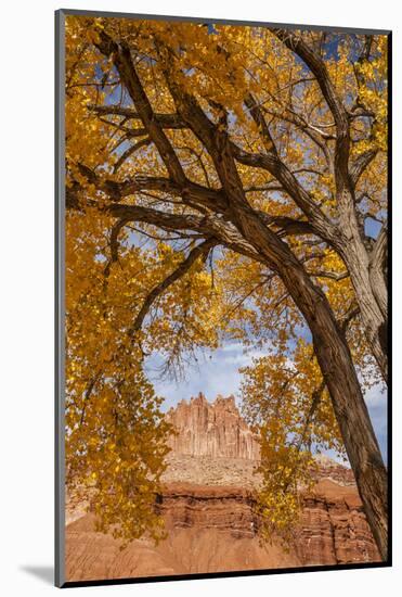 USA, Utah, Capitol Reef. the Castle Rock Formation Framed by Tree-Jaynes Gallery-Mounted Photographic Print