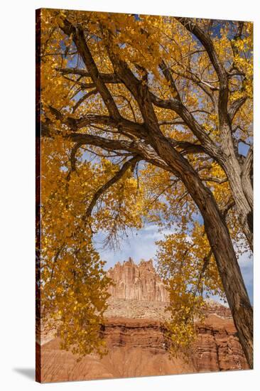 USA, Utah, Capitol Reef. the Castle Rock Formation Framed by Tree-Jaynes Gallery-Stretched Canvas