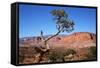 USA, Utah, Capitol Reef, Waterpocket Fold Formations with Tree-Jamie & Judy Wild-Framed Stretched Canvas