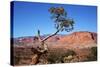 USA, Utah, Capitol Reef, Waterpocket Fold Formations with Tree-Jamie & Judy Wild-Stretched Canvas