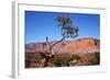 USA, Utah, Capitol Reef, Waterpocket Fold Formations with Tree-Jamie & Judy Wild-Framed Photographic Print