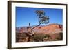 USA, Utah, Capitol Reef, Waterpocket Fold Formations with Tree-Jamie & Judy Wild-Framed Photographic Print