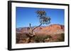 USA, Utah, Capitol Reef, Waterpocket Fold Formations with Tree-Jamie & Judy Wild-Framed Photographic Print