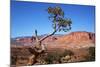 USA, Utah, Capitol Reef, Waterpocket Fold Formations with Tree-Jamie & Judy Wild-Mounted Photographic Print