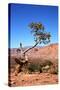 USA, Utah, Capitol Reef, Waterpocket Fold Formations with Tree-Jamie & Judy Wild-Stretched Canvas