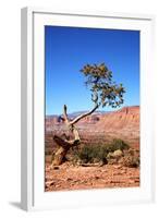 USA, Utah, Capitol Reef, Waterpocket Fold Formations with Tree-Jamie & Judy Wild-Framed Photographic Print