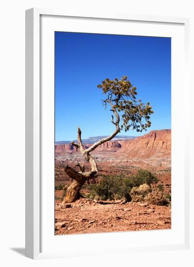 USA, Utah, Capitol Reef, Waterpocket Fold Formations with Tree-Jamie & Judy Wild-Framed Photographic Print