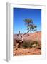 USA, Utah, Capitol Reef, Waterpocket Fold Formations with Tree-Jamie & Judy Wild-Framed Photographic Print