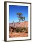 USA, Utah, Capitol Reef, Waterpocket Fold Formations with Tree-Jamie & Judy Wild-Framed Photographic Print