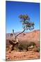 USA, Utah, Capitol Reef, Waterpocket Fold Formations with Tree-Jamie & Judy Wild-Mounted Photographic Print