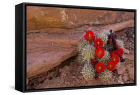 USA, Utah, Cedar Mesa. Red Flowers of Claret Cup Cactus in Bloom on Slickrock-Charles Crust-Framed Stretched Canvas