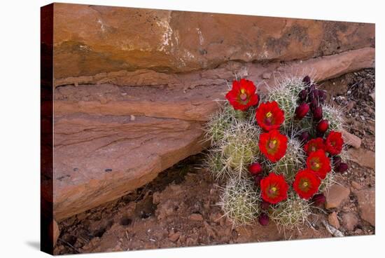 USA, Utah, Cedar Mesa. Red Flowers of Claret Cup Cactus in Bloom on Slickrock-Charles Crust-Stretched Canvas