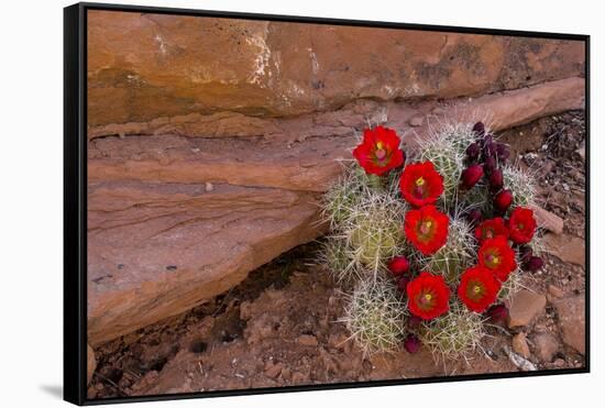 USA, Utah, Cedar Mesa. Red Flowers of Claret Cup Cactus in Bloom on Slickrock-Charles Crust-Framed Stretched Canvas