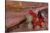 USA, Utah, Cedar Mesa. Red Flowers of Claret Cup Cactus in Bloom on Slickrock-Charles Crust-Stretched Canvas