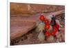 USA, Utah, Cedar Mesa. Red Flowers of Claret Cup Cactus in Bloom on Slickrock-Charles Crust-Framed Photographic Print