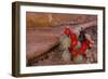 USA, Utah, Cedar Mesa. Red Flowers of Claret Cup Cactus in Bloom on Slickrock-Charles Crust-Framed Photographic Print