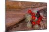 USA, Utah, Cedar Mesa. Red Flowers of Claret Cup Cactus in Bloom on Slickrock-Charles Crust-Mounted Photographic Print