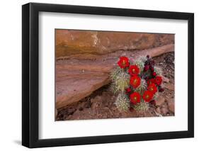 USA, Utah, Cedar Mesa. Red Flowers of Claret Cup Cactus in Bloom on Slickrock-Charles Crust-Framed Photographic Print