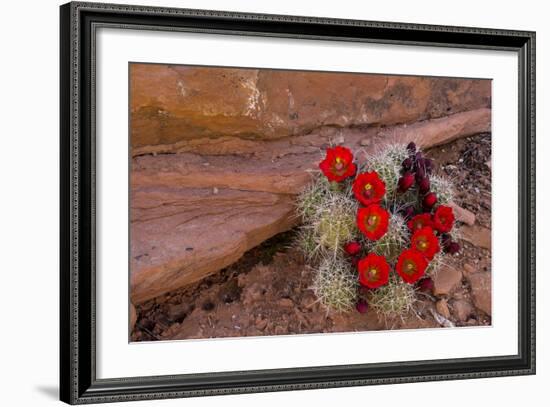 USA, Utah, Cedar Mesa. Red Flowers of Claret Cup Cactus in Bloom on Slickrock-Charles Crust-Framed Photographic Print