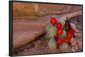 USA, Utah, Cedar Mesa. Red Flowers of Claret Cup Cactus in Bloom on Slickrock-Charles Crust-Framed Photographic Print