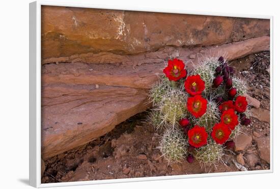 USA, Utah, Cedar Mesa. Red Flowers of Claret Cup Cactus in Bloom on Slickrock-Charles Crust-Framed Photographic Print