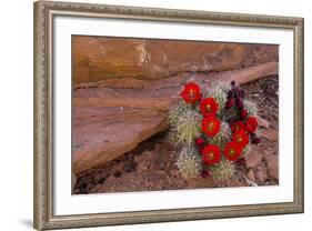 USA, Utah, Cedar Mesa. Red Flowers of Claret Cup Cactus in Bloom on Slickrock-Charles Crust-Framed Photographic Print