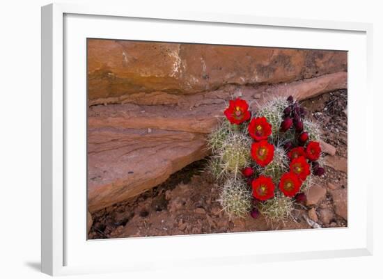 USA, Utah, Cedar Mesa. Red Flowers of Claret Cup Cactus in Bloom on Slickrock-Charles Crust-Framed Photographic Print