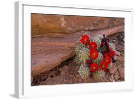 USA, Utah, Cedar Mesa. Red Flowers of Claret Cup Cactus in Bloom on Slickrock-Charles Crust-Framed Photographic Print