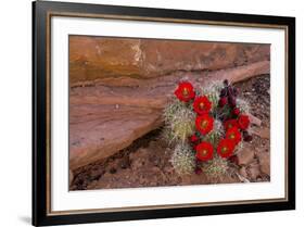 USA, Utah, Cedar Mesa. Red Flowers of Claret Cup Cactus in Bloom on Slickrock-Charles Crust-Framed Photographic Print