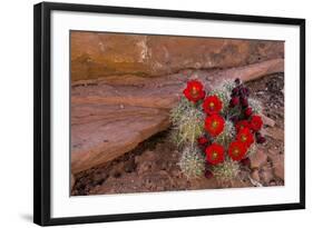 USA, Utah, Cedar Mesa. Red Flowers of Claret Cup Cactus in Bloom on Slickrock-Charles Crust-Framed Photographic Print