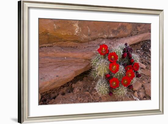 USA, Utah, Cedar Mesa. Red Flowers of Claret Cup Cactus in Bloom on Slickrock-Charles Crust-Framed Photographic Print
