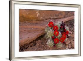 USA, Utah, Cedar Mesa. Red Flowers of Claret Cup Cactus in Bloom on Slickrock-Charles Crust-Framed Photographic Print