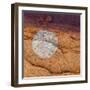 USA, Utah. Circular Bleaching Pattern in Sandstone-Jaynes Gallery-Framed Photographic Print